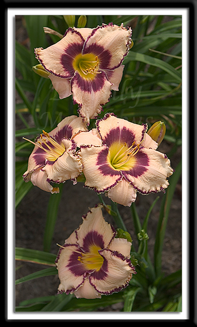 Daylily Juke Box Money Alternate Image